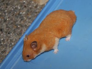 Oranje hamster